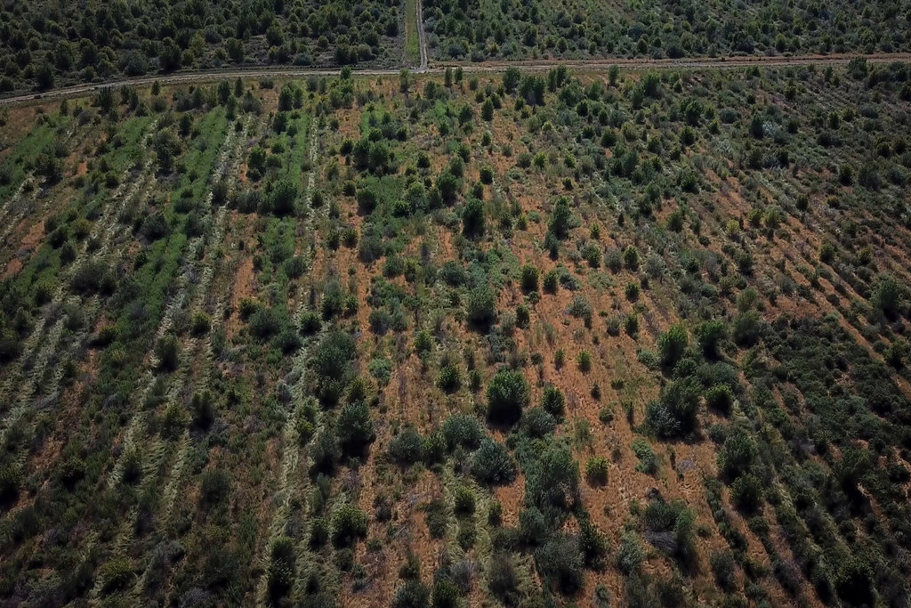 california is preparing for extreme weather. it’s time to plant some trees.