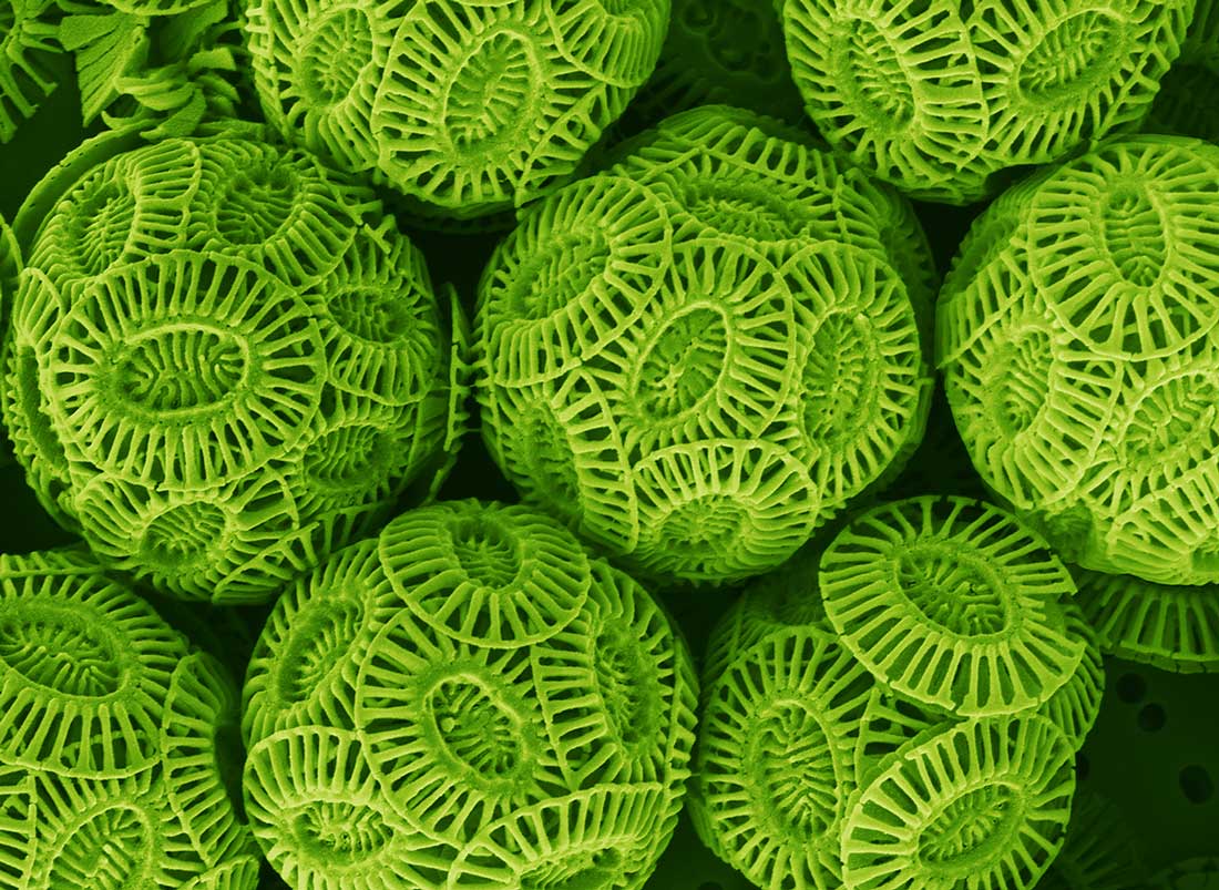 Magnified coccolithophores. Color added. |Photo via hhmi.org.