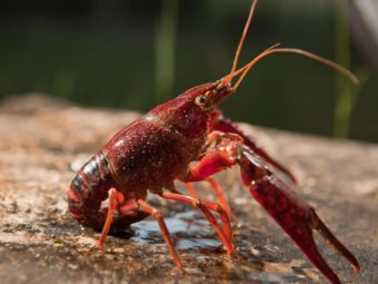 surprising link discovered between bottom feeders and blood suckers