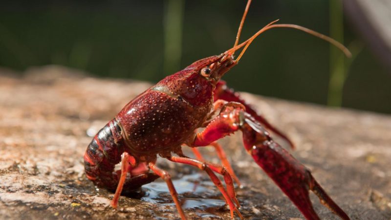 surprising link discovered between bottom feeders and blood suckers