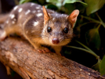 this endangered australian marsupial was set to make a comeback—until it stopped fearing wild dogs