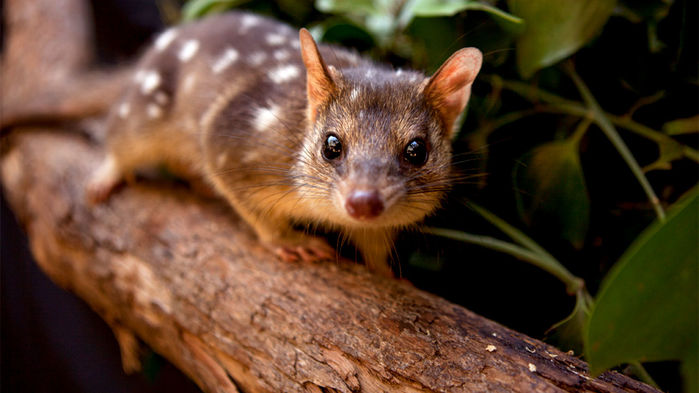 this endangered australian marsupial was set to make a comeback—until it stopped fearing wild dogs