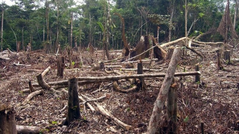 deforestation surged following end of armed conflict in colombia