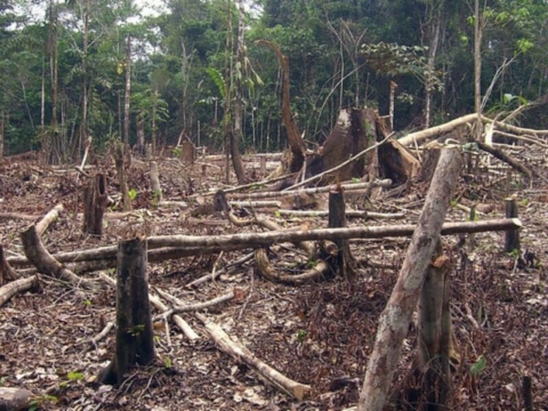 deforestation surged following end of armed conflict in colombia