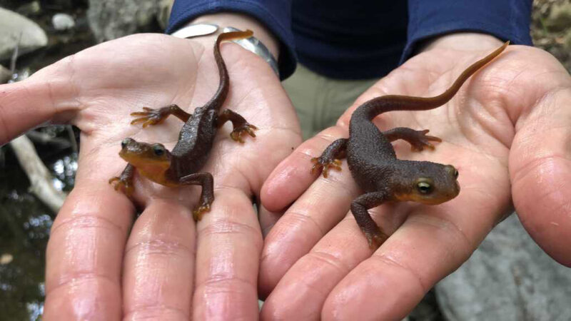 as climate change messes with temperature and precipitation, california newts suffer