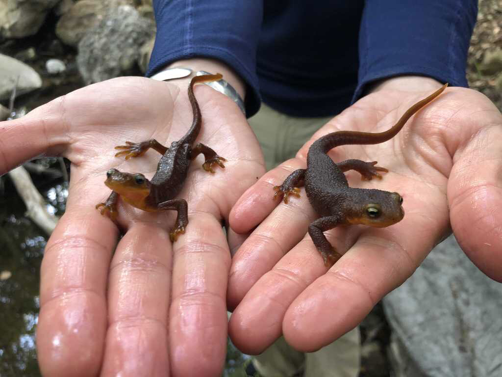 as climate change messes with temperature and precipitation, california newts suffer