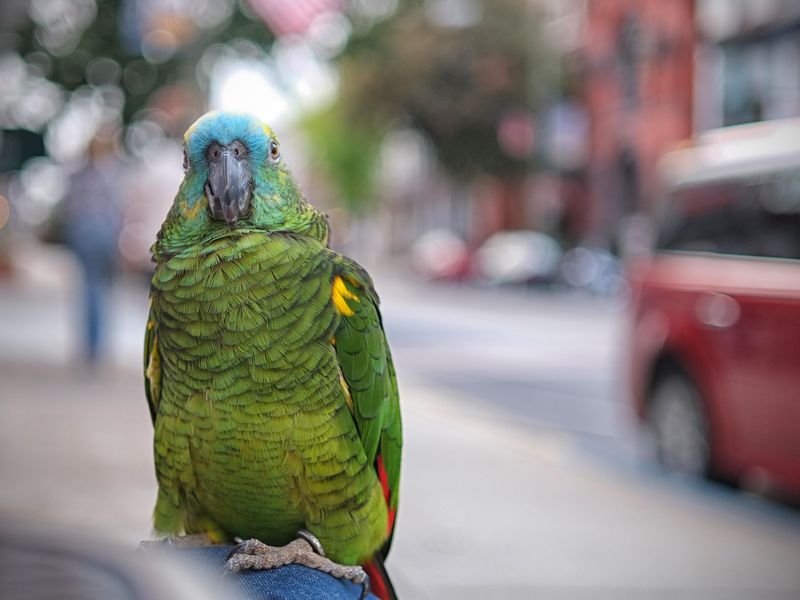 to save endangered species, should we bring them into our cities?