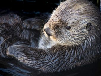 robert wayne in ucla newsroom: sea otters have low genetic diversity like endangered species, biologists report