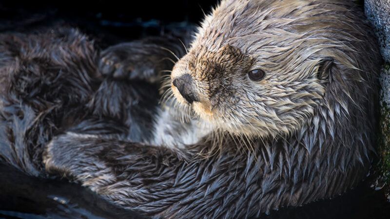 robert wayne in ucla newsroom: sea otters have low genetic diversity like endangered species, biologists report