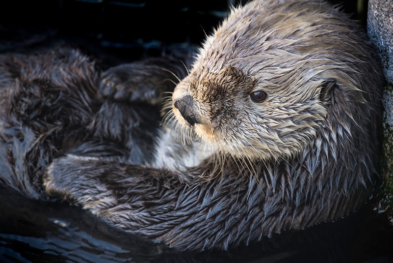 robert wayne in ucla newsroom: sea otters have low genetic diversity like endangered species, biologists report