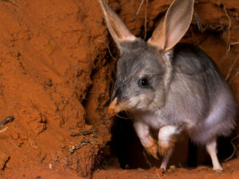 dan blumstein in science: fear the cats! bold project teaches endangered australian animals to avoid deadly predator