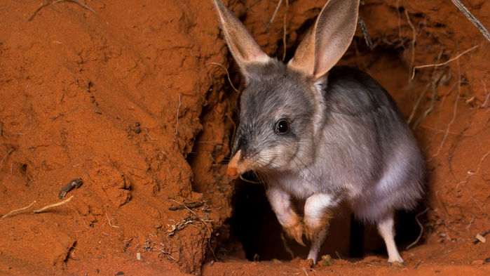 dan blumstein in science: fear the cats! bold project teaches endangered australian animals to avoid deadly predator