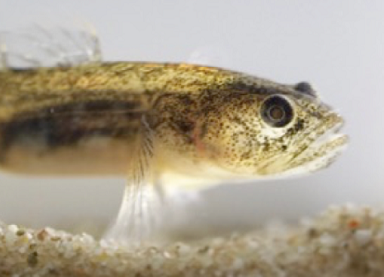 “fishing” out the exomes of the federally endangered tidewater gobies to identify potential genes under selection