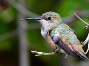 bird la day at ucla: a sensory exploration of birds of the world