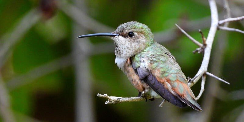 bird la day at ucla: a sensory exploration of birds of the world