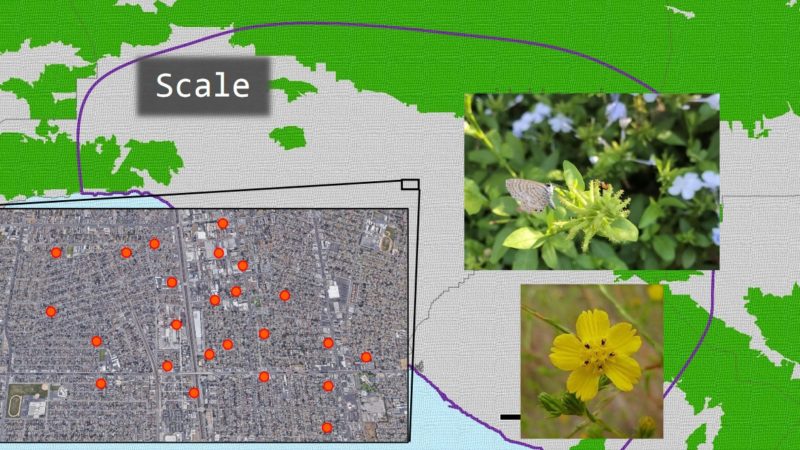 biodiversity of native species in los angeles