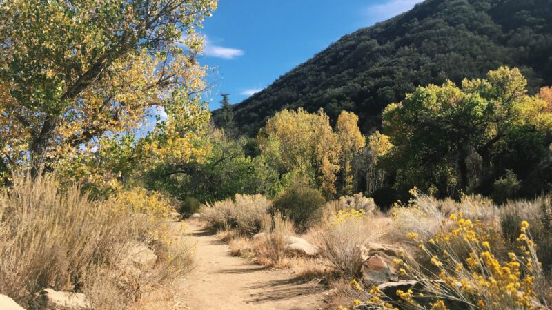 creating a native seed bank for urban restoration in the los angeles basin