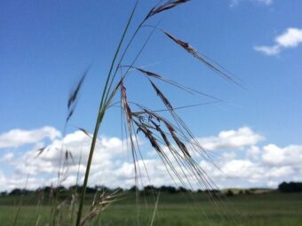 native grasslands restoration study