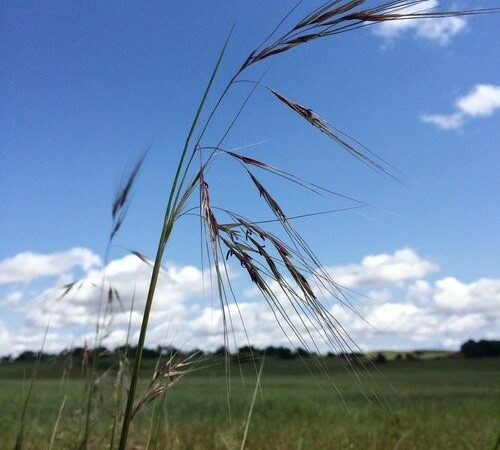 native grasslands restoration study