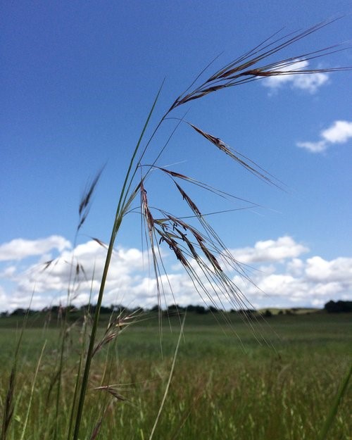 native grasslands restoration study
