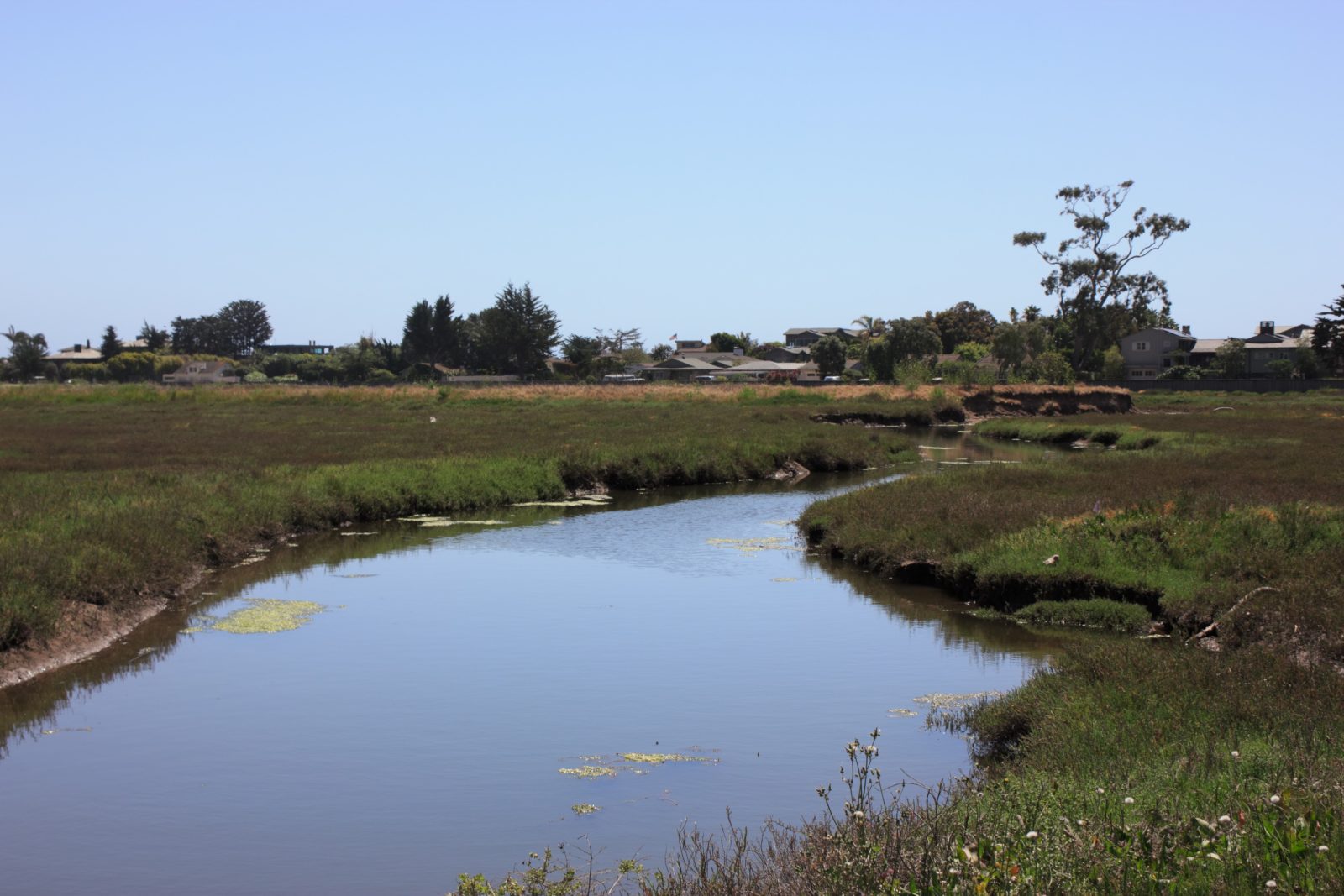 Carpinteria Salt Marsh Reserve, Carpinteria, CA