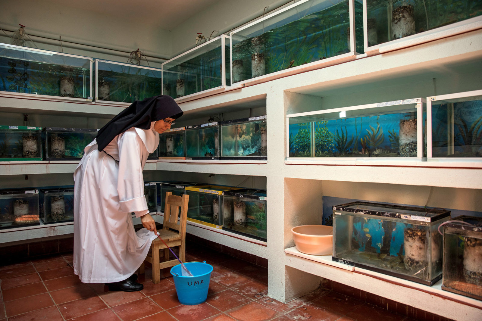 vanishing in the wild, these salamanders found refuge in a convent