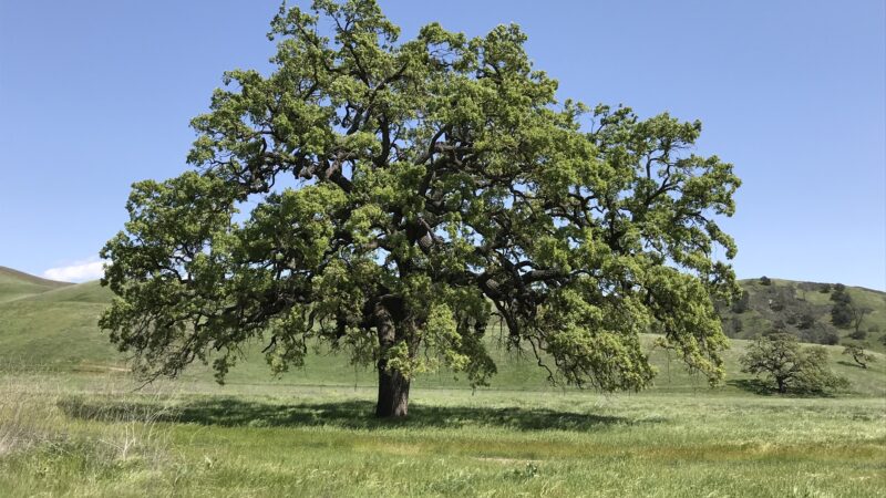 one of california’s iconic tree species offers lessons for conservation