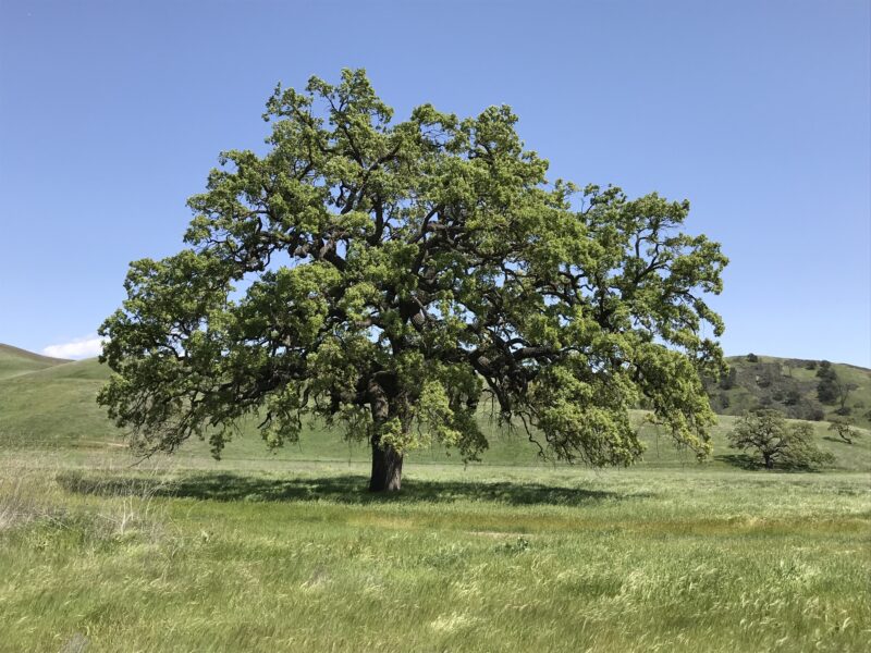 one of california’s iconic tree species offers lessons for conservation