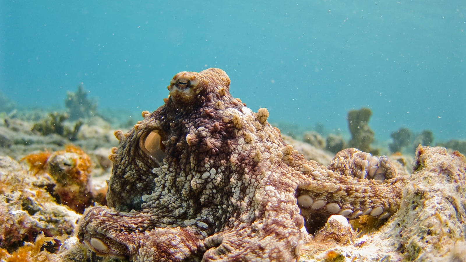 Featured Image Octopus