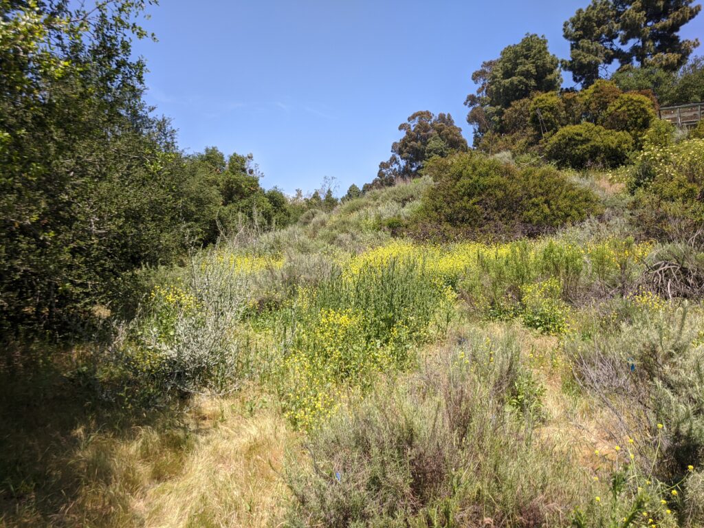 hillside of native plants