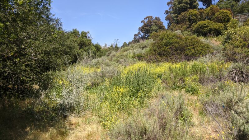 hillside of native plants