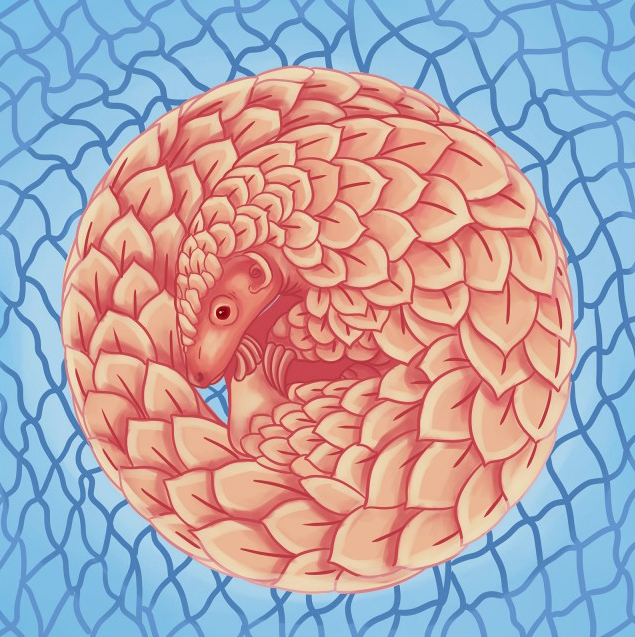 pangolin trafficking project researchers voice concerns about pangolin awareness
