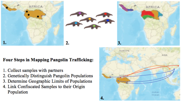 pangolin trafficking project