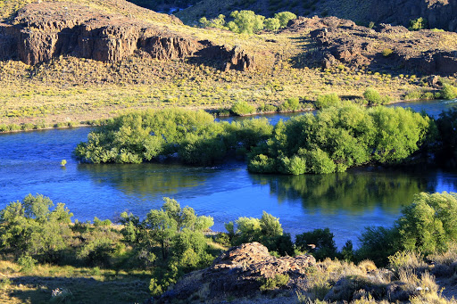 preserving patagonia: mitigating the impact of invasive willows