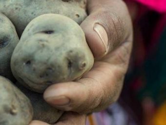 the global potato: food futures of the past