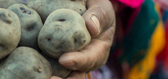 the global potato: food futures of the past