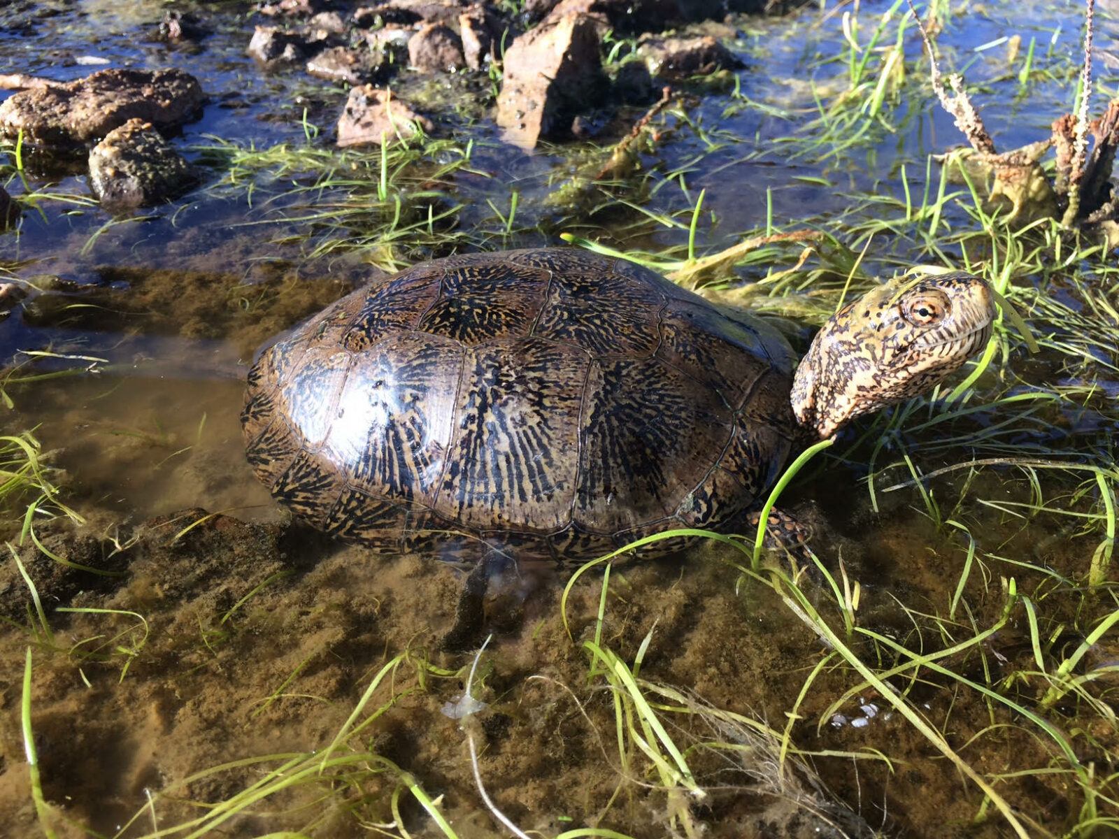 western pond turtle at-risk species assessment