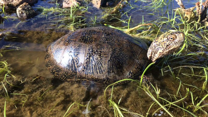 western pond turtle at-risk species assessment