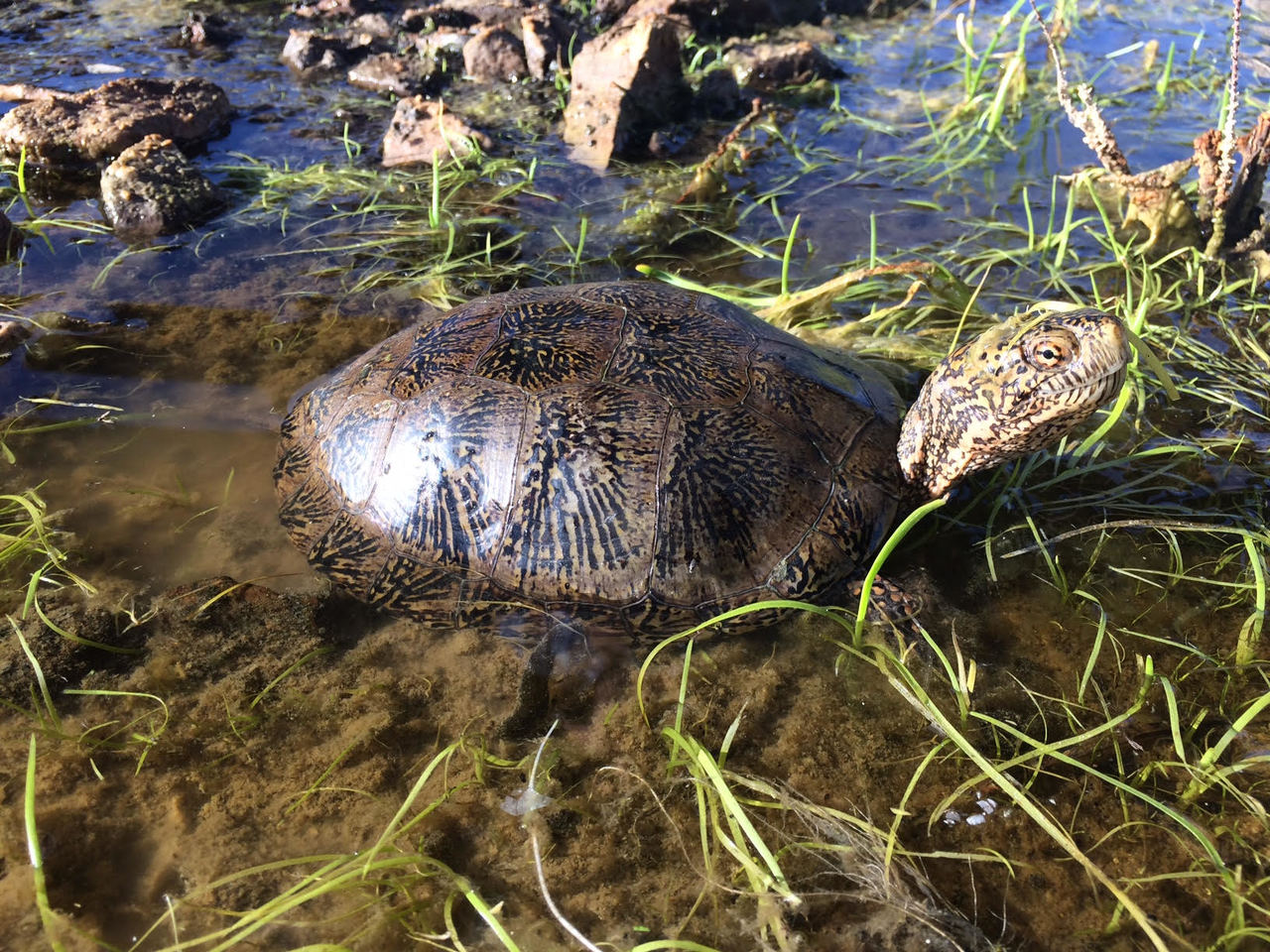 Western Pond Turtle at-risk species assessment — Institute of the
