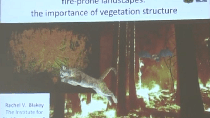 managing predators in fire-prone landscapes: the importance of vegetation structure