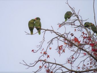 the future of our electric grid, the journey from guadalajara, the wild parrots of pasadena