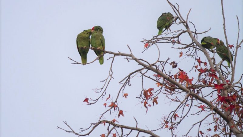 the future of our electric grid, the journey from guadalajara, the wild parrots of pasadena