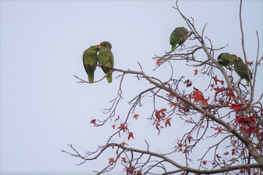 the future of our electric grid, the journey from guadalajara, the wild parrots of pasadena