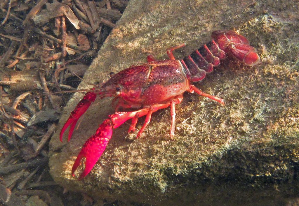 invasive crayfish lead to more mosquitoes and risk of disease in southern california