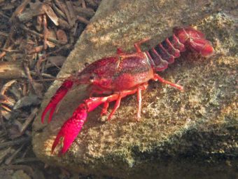 invasive crayfish lead to more mosquitoes and risk of disease in southern california