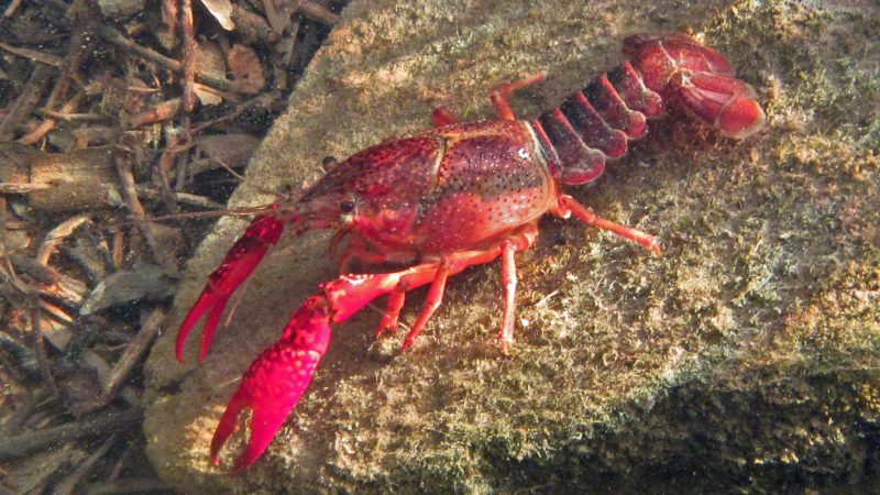 invasive crayfish lead to more mosquitoes and risk of disease in southern california