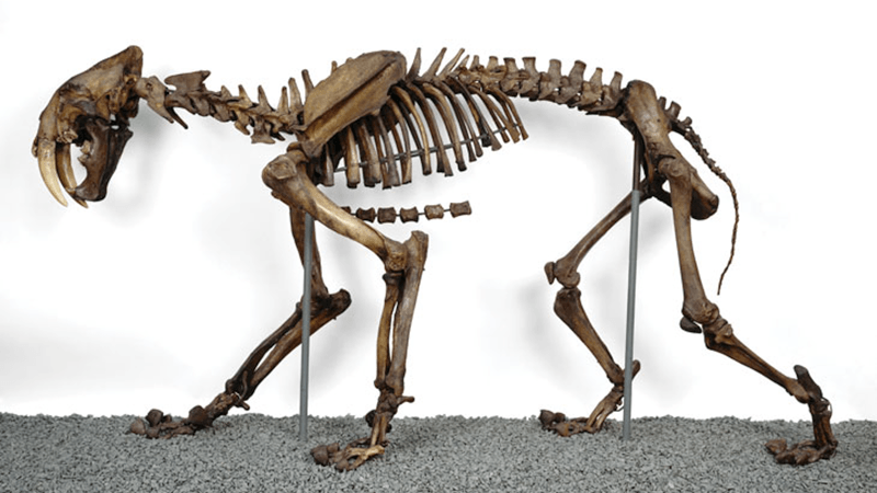 blaire van valkenburgh in science news: saber-toothed cats were fierce and family-oriented