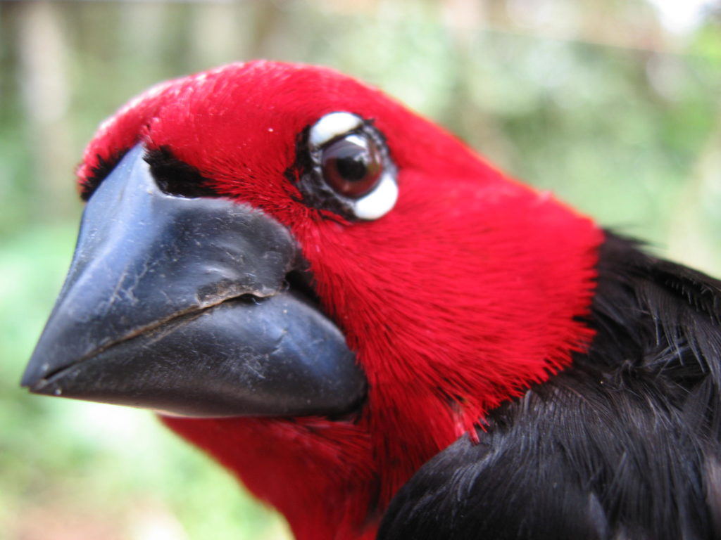 after 31 years, a strange bird brings ucla professor’s career full circle