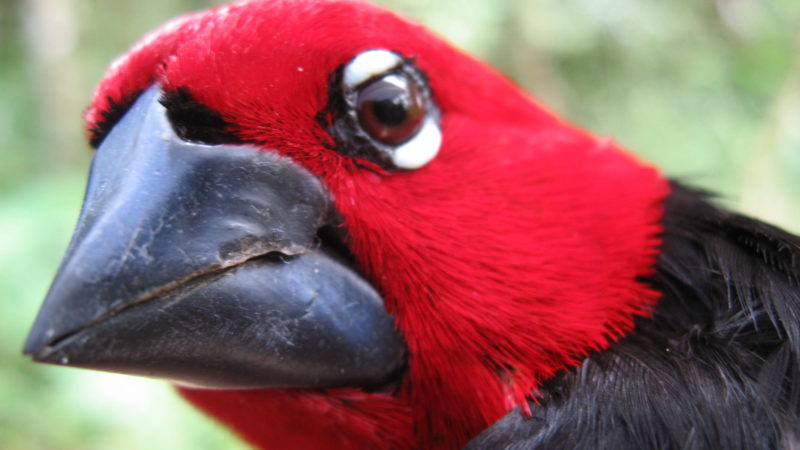after 31 years, a strange bird brings ucla professor’s career full circle