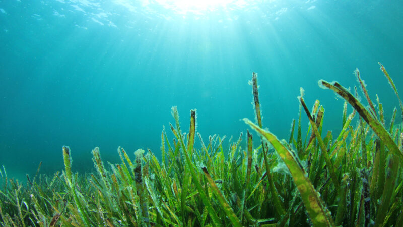 submarine exploration & analysis of seagrass